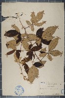 蛇藨筋、越南懸鉤子藏品圖，第1張