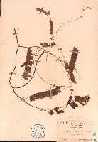 毛相思子藏品圖，第1張