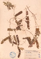 毛相思子藏品圖，第1張