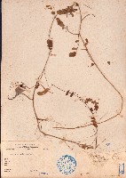 雞母珠藏品圖，第1張