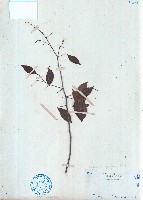 小葉紅葉藤藏品圖，第1張