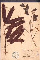 黃豆樹、菲律賓合歡藏品圖，第1張