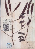 黃豆樹、菲律賓合歡藏品圖，第1張