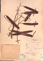 黃豆樹、菲律賓合歡藏品圖，第1張