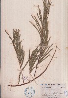 楹樹藏品圖，第1張