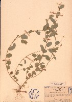 煉莢豆藏品圖，第1張