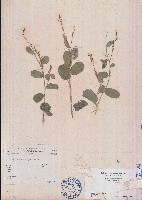鏈莢豆藏品圖，第1張
