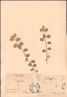 鏈莢豆藏品圖，第1張