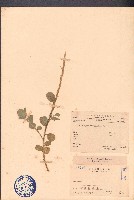 鏈莢豆藏品圖，第1張