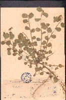 鏈莢豆藏品圖，第1張