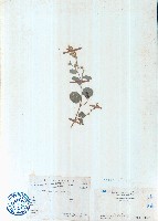 煉莢豆藏品圖，第1張