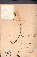 長序首冠藤藏品圖，第1張