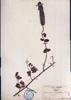 長序首冠藤藏品圖，第1張