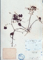 長序首冠藤藏品圖，第1張