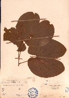 牛蹄麻藏品圖，第1張