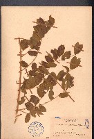 蓮實藤藏品圖，第1張