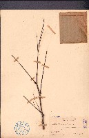 蘇木藏品圖，第1張