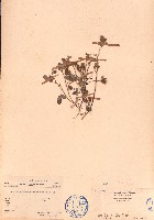 蔓蟲豆藏品圖，第1張