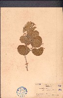 濱刀豆藏品圖，第1張