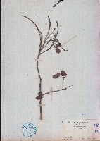 決明藏品圖，第1張