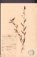 假含羞草藏品圖，第1張