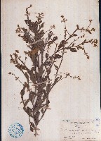 翼莖野百合藏品圖，第1張