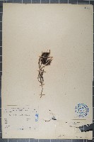 長萼野百合藏品圖，第1張