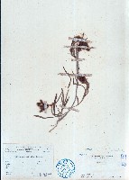 長萼野百合藏品圖，第1張