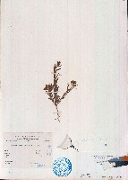 線葉野百合藏品圖，第1張