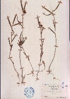 野百合藏品圖，第1張