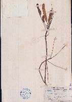 藤黄檀藏品圖，第1張