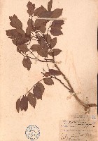 海南黄檀藏品圖，第1張