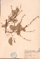 中南魚藤、霍氏魚藤藏品圖，第1張