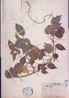 三葉魚藤藏品圖，第1張