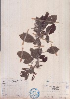 假木豆藏品圖，第1張