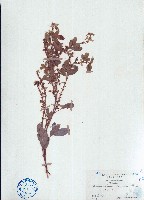 單節假木豆藏品圖，第1張