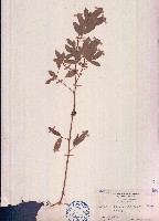 單節假木豆藏品圖，第1張