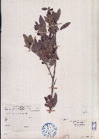 單節假木豆、小葉山木豆藏品圖，第1張