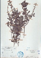 單節假木豆、小葉山木豆藏品圖，第1張