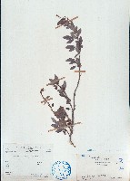 單節假木豆、小葉山木豆藏品圖，第1張