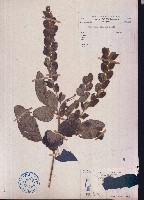 毛排錢樹、鱗狸鱗藏品圖，第1張