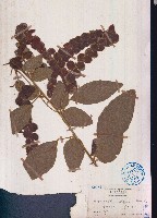 毛排錢樹、鱗狸鱗藏品圖，第1張