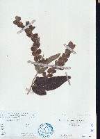 毛排錢樹、鱗狸鱗藏品圖，第1張