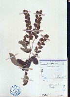 毛排錢樹、鱗狸鱗藏品圖，第1張