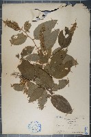 大葉山螞蝗藏品圖，第1張