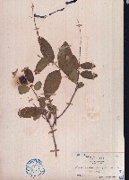 大葉山螞蝗藏品圖，第1張