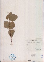 絨毛葉山螞蝗藏品圖，第1張