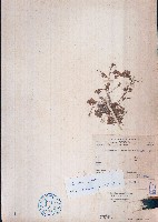 變葉山螞蝗藏品圖，第1張