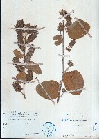 絨毛葉山螞蝗藏品圖，第1張