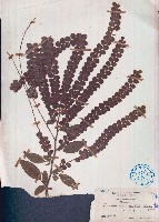 排錢樹藏品圖，第1張